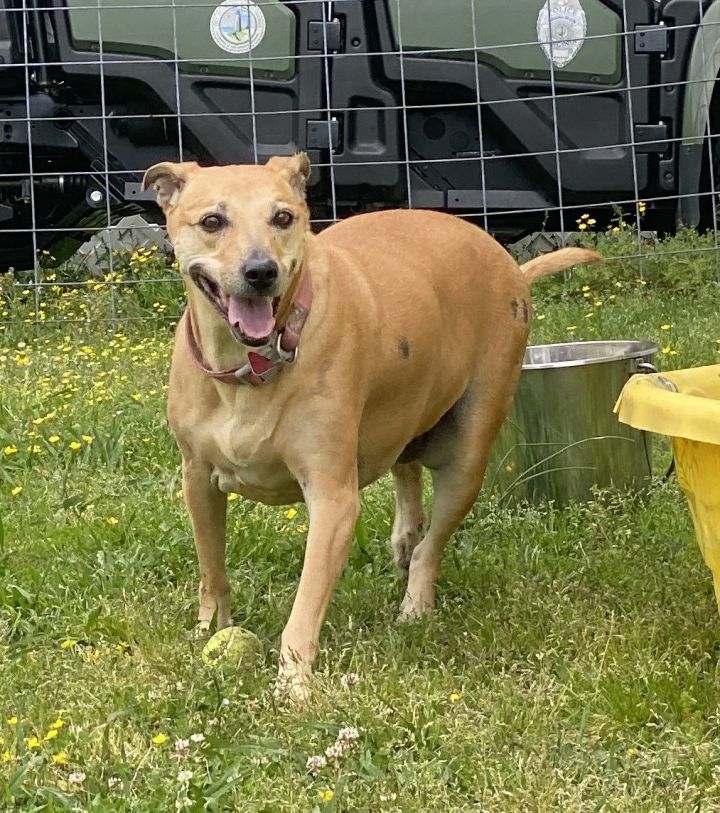 Dog for adoption 2404 1148 Penny a Mountain Cur Mix in Virginia