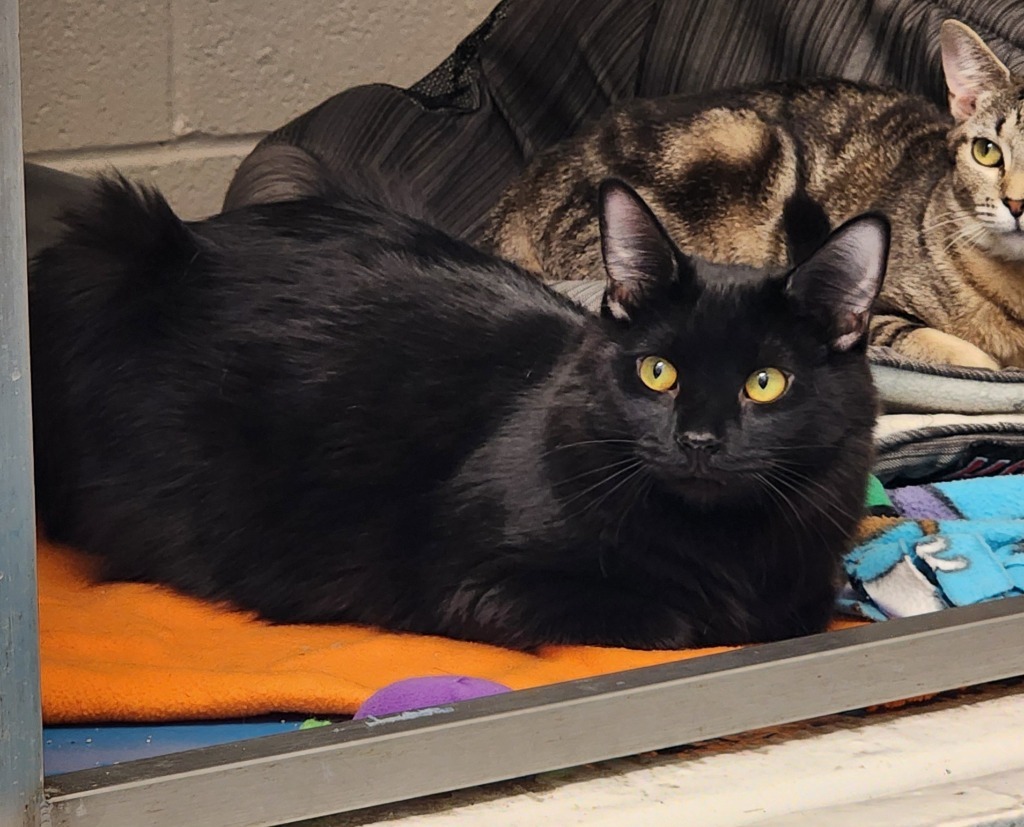 Salem, an adoptable Domestic Long Hair in Muskegon, MI, 49443 | Photo Image 1
