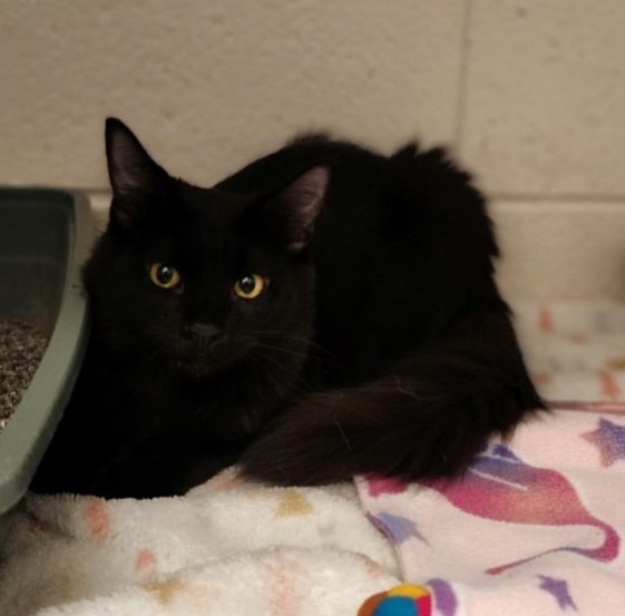 Salem, an adoptable Domestic Long Hair in Muskegon, MI, 49443 | Photo Image 3