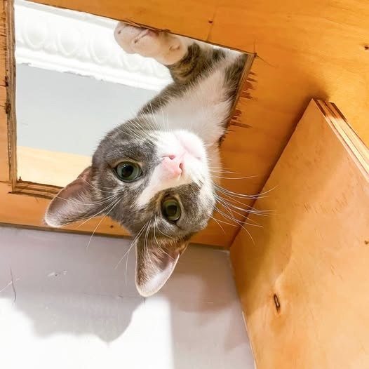 Pauley (bonded with Patti)