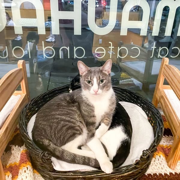 Pauley (bonded with Patti)