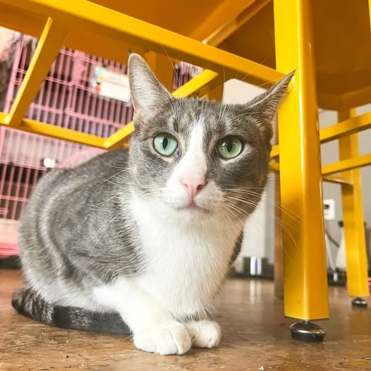 Pauley (bonded with Patti) 5