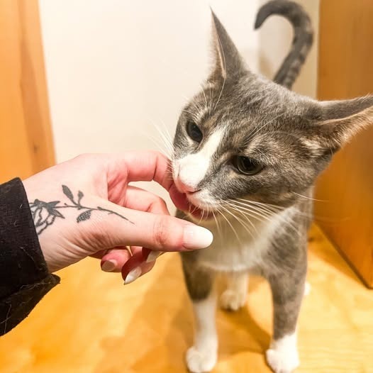 Pauley (bonded with Patti) 6