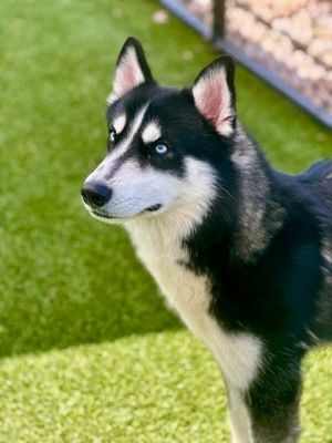 Bing 395-24 Siberian Husky Dog