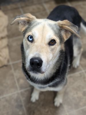 Meet Bob the four-legged artist of joy With a wagging tail and a heart full of love Bob embodies 