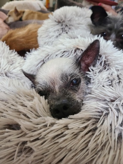 Tildy, an adoptable Chinese Crested Dog, Mixed Breed in West Allis, WI, 53214 | Photo Image 1