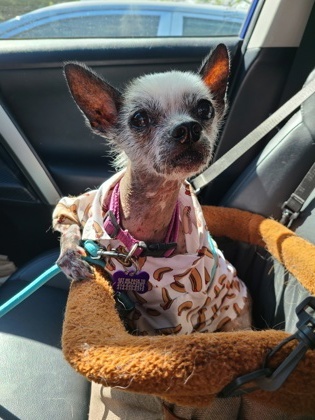 Tildy, an adoptable Chinese Crested Dog, Mixed Breed in West Allis, WI, 53214 | Photo Image 1