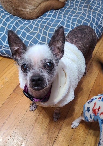 Tildy, an adoptable Chinese Crested Dog, Mixed Breed in West Allis, WI, 53214 | Photo Image 2