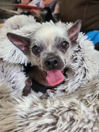 Tildy, an adoptable Chinese Crested Dog, Mixed Breed in West Allis, WI, 53214 | Photo Image 3