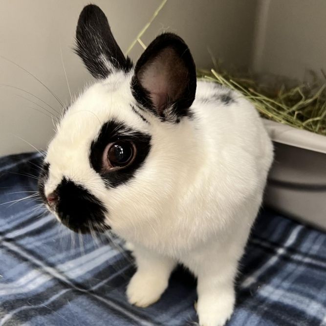 Piper