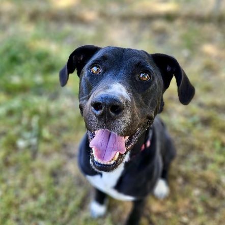 Charlie Brown, an adoptable Pit Bull Terrier in Redding, CA, 96099 | Photo Image 2