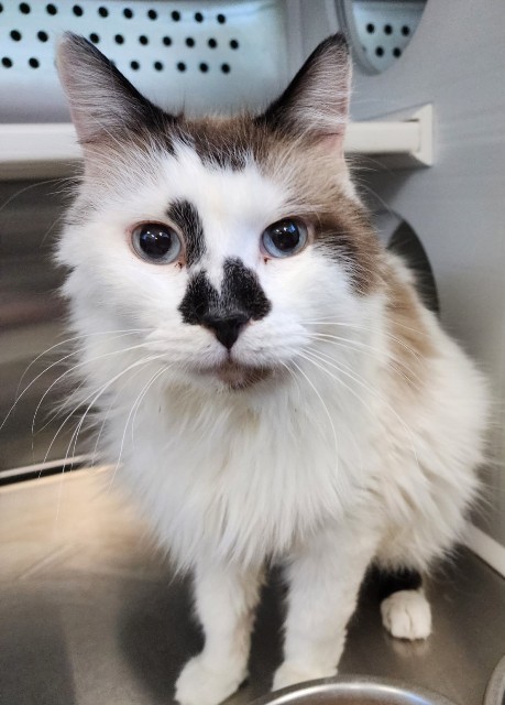 Ozzy, an adoptable Ragdoll in Kalamazoo, MI, 49048 | Photo Image 1