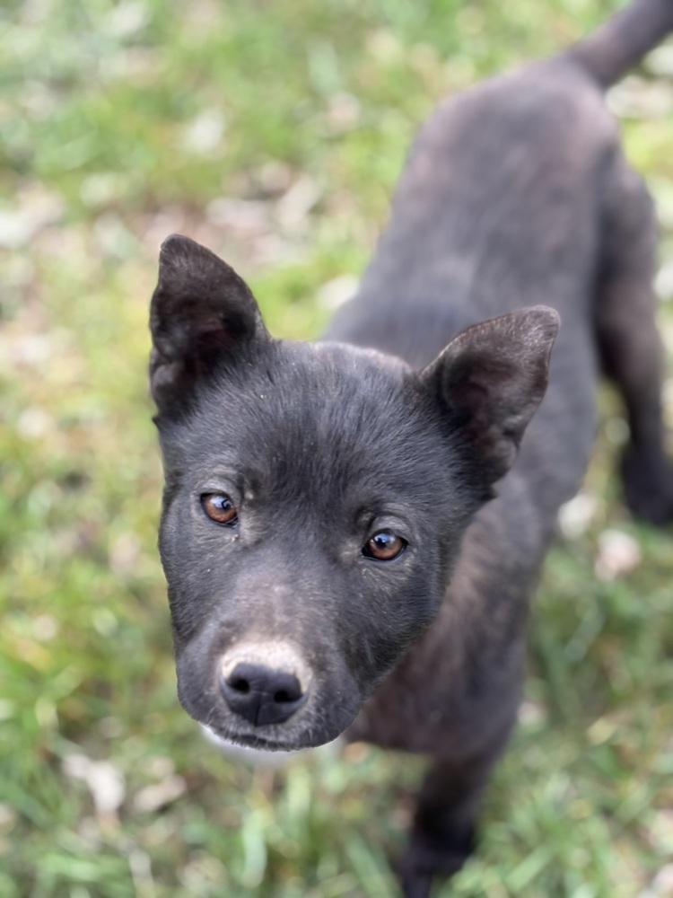 Smudge, an adoptable Mixed Breed in Dodson, MT, 59524 | Photo Image 1