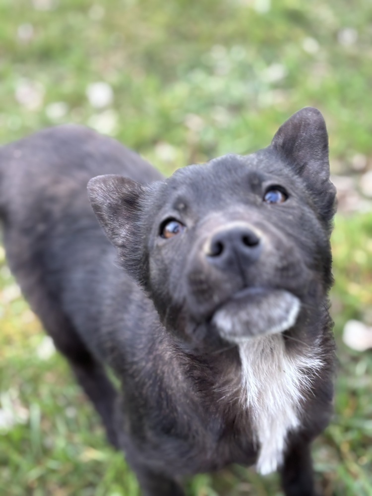 Smudge, an adoptable Mixed Breed in Dodson, MT, 59524 | Photo Image 2