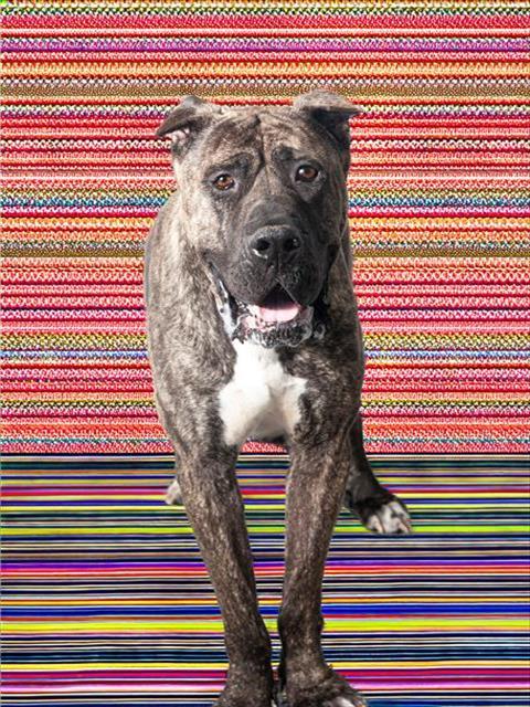 BEAMER, an adoptable Great Dane, Presa Canario in Vaughan, ON, L6A 1T1 | Photo Image 1