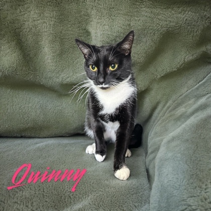 Quinny 1