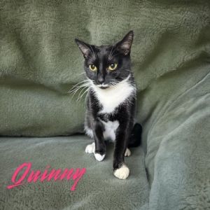 Quinny