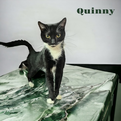 Quinny 2