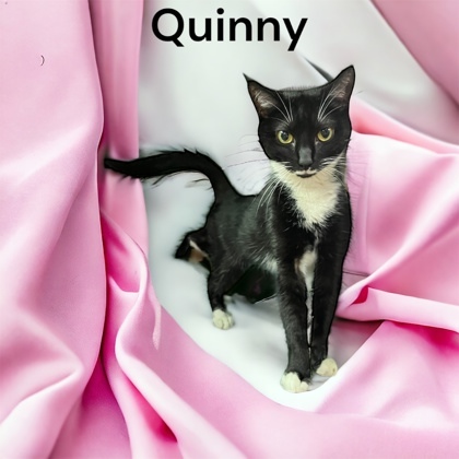 Quinny 3