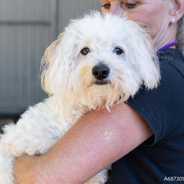 HELIA, an adoptable Poodle, Maltese in Sacramento, CA, 95818 | Photo Image 1