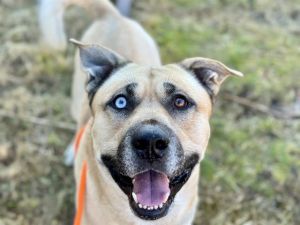 Hi my name is Komo and I would love to meet you I have been at the shelter sin