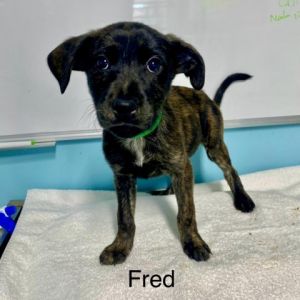 Fred Mixed Breed Dog