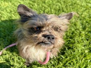 I WAS FOUND AT 1400 BLK LEWIS AVE LONG BEACH 90813 IN LONG BEACHMy adoption evaluation date is 05