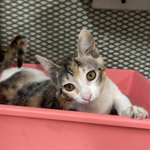 Lucy, an adoptable Domestic Short Hair in Guaynabo, PR, 00969 | Photo Image 1