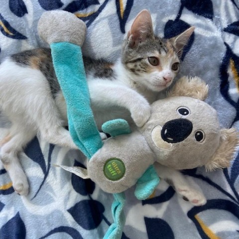 Lucy, an adoptable Domestic Short Hair in Guaynabo, PR, 00969 | Photo Image 4