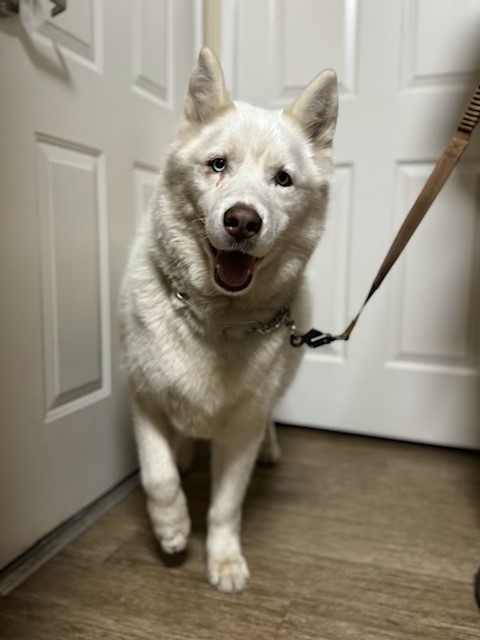 TOGO, an adoptable Samoyed, Siberian Husky in Los Angeles, CA, 90064 | Photo Image 1