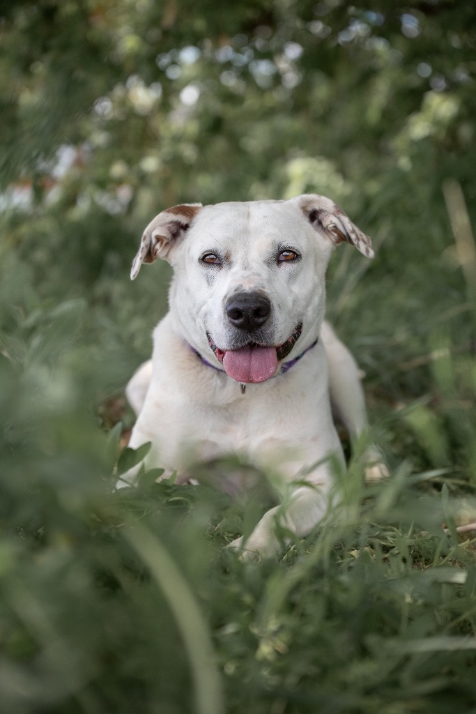 Pozy, an adoptable Pit Bull Terrier, Mixed Breed in Gillette, WY, 82716 | Photo Image 1