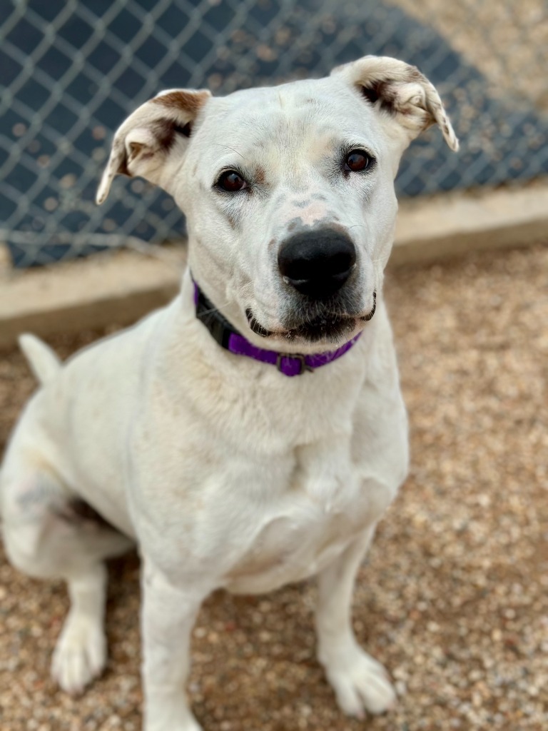 Pozy, an adoptable Pit Bull Terrier, Mixed Breed in Gillette, WY, 82716 | Photo Image 3