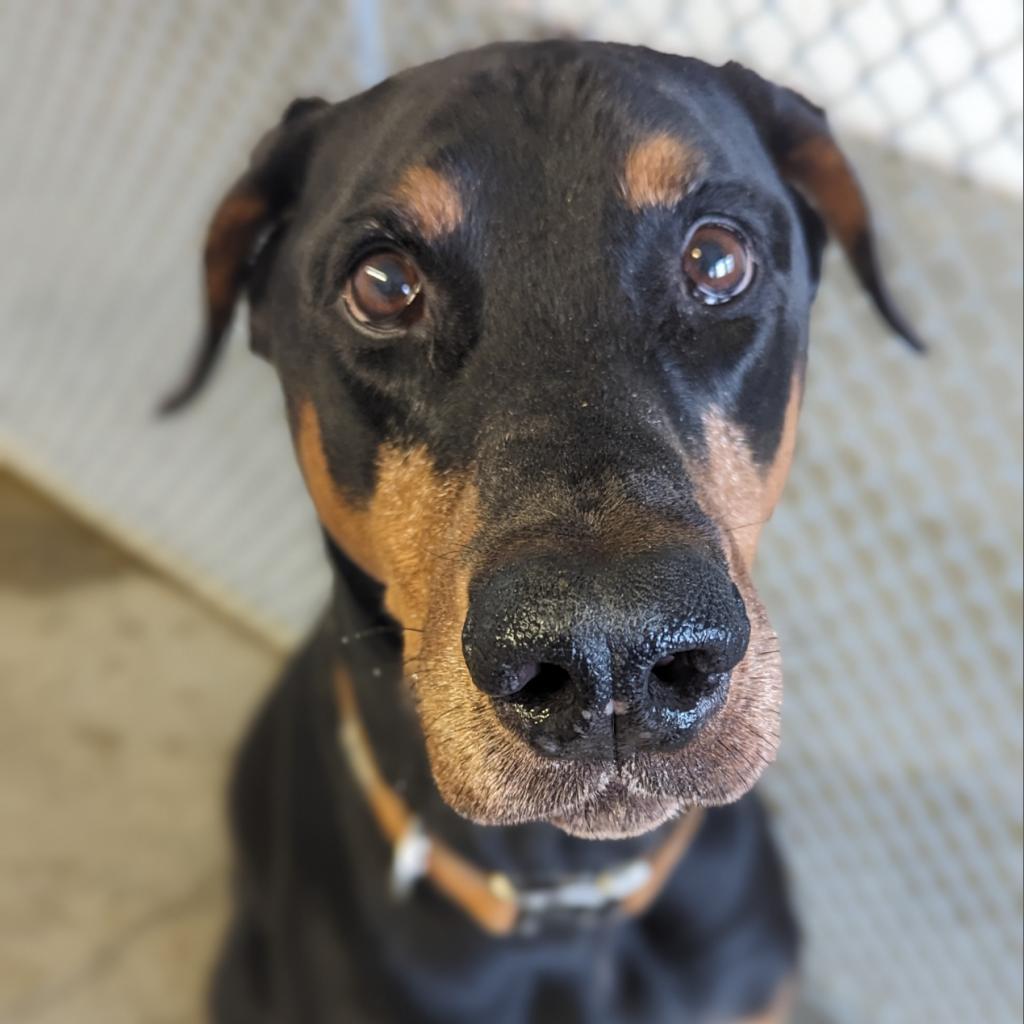 7796 Gibby - I'm a SSNAP Dog, an adoptable Doberman Pinscher in Sandown, NH, 03873 | Photo Image 1