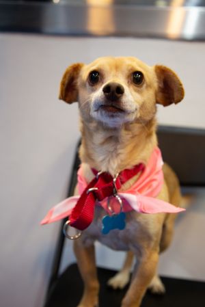 Tomas is a 1-year-old 12-pound male chihuahua mix from Tijuana Tomas is a frie