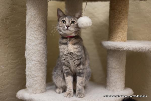 Azariah, an adoptable Dilute Tortoiseshell in Parlier, CA, 93648 | Photo Image 1