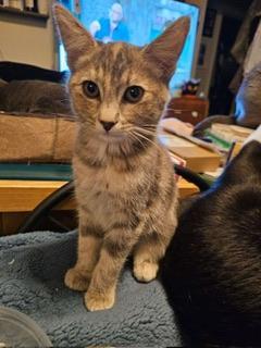 Azariah, an adoptable Dilute Tortoiseshell in Parlier, CA, 93648 | Photo Image 2