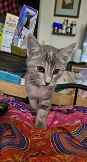 Azariah, an adoptable Dilute Tortoiseshell in Parlier, CA, 93648 | Photo Image 3