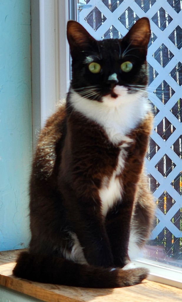 Half Stash, an adoptable Domestic Short Hair in Gold Beach, OR, 97444 | Photo Image 1