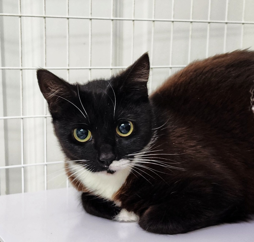 Half Stash, an adoptable Domestic Short Hair in Gold Beach, OR, 97444 | Photo Image 2