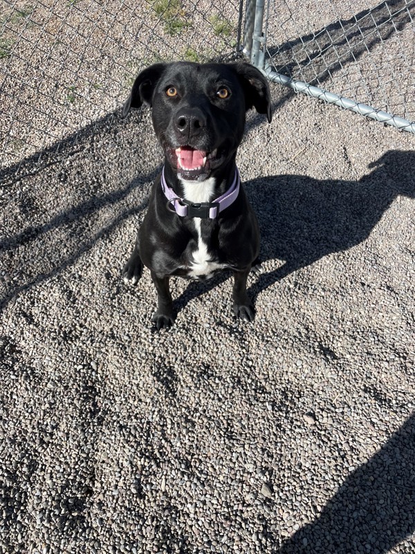 Lilac, an adoptable Mixed Breed in Great Falls, MT, 59405 | Photo Image 2