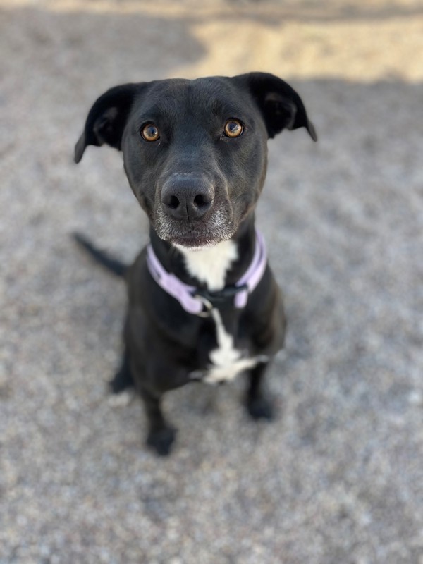 Lilac, an adoptable Mixed Breed in Great Falls, MT, 59405 | Photo Image 3