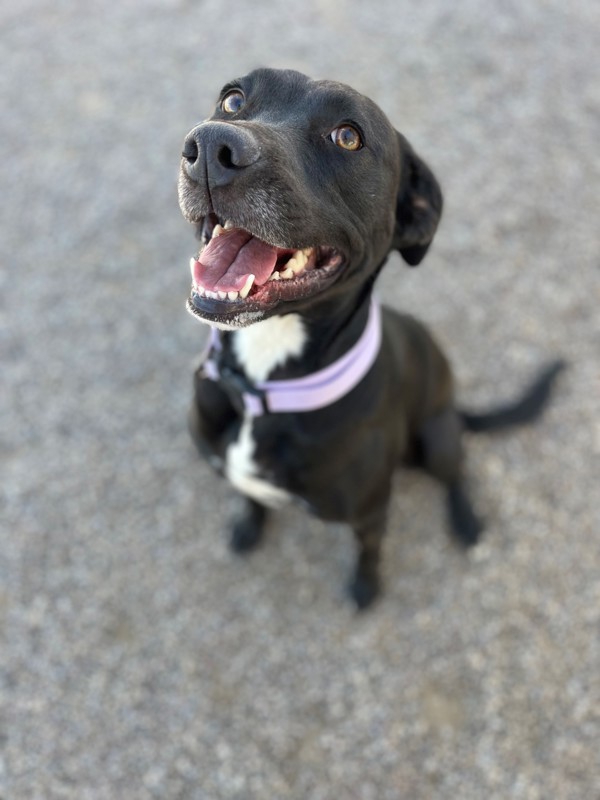 Lilac, an adoptable Mixed Breed in Great Falls, MT, 59405 | Photo Image 4