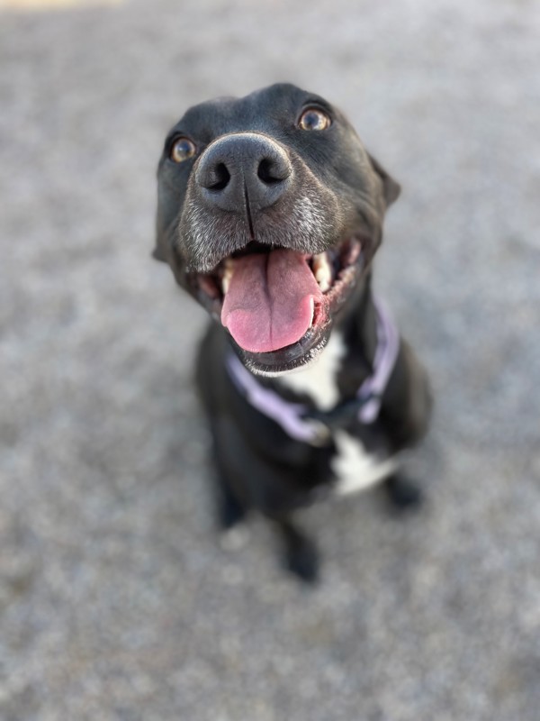 Lilac, an adoptable Mixed Breed in Great Falls, MT, 59405 | Photo Image 5