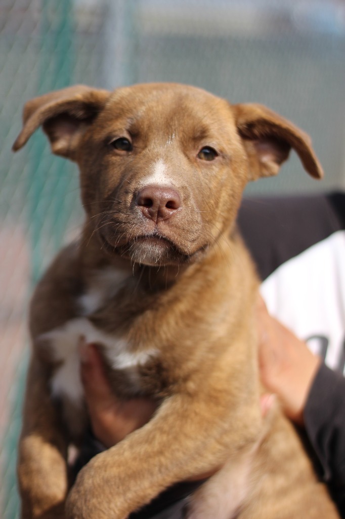 m3 Hawkeye, an adoptable Mixed Breed in Ashland, WI, 54806 | Photo Image 1