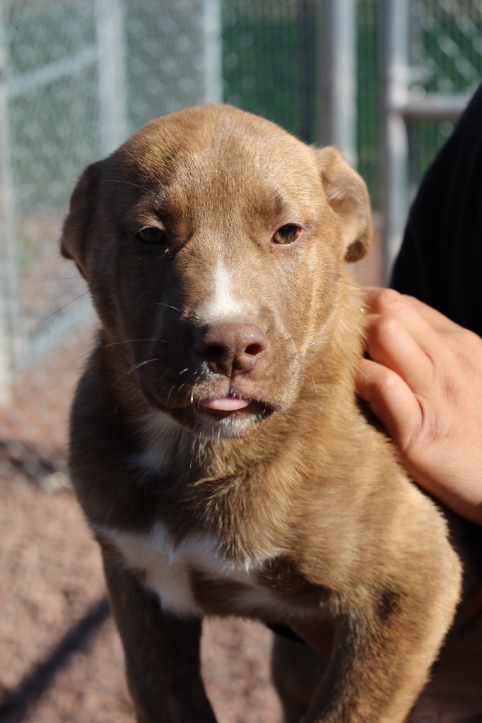 m3 Hawkeye, an adoptable Mixed Breed in Ashland, WI, 54806 | Photo Image 3