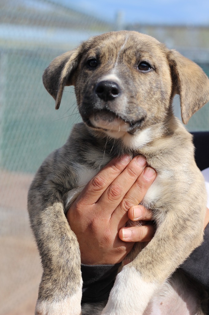 M2 Echo, an adoptable Mixed Breed in Ashland, WI, 54806 | Photo Image 1