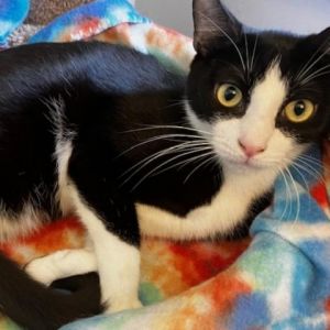 Cats for Adoption Near Newton MA Petfinder