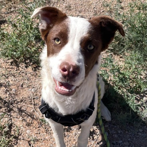 Bengta, an adoptable Mixed Breed in Moab, UT, 84532 | Photo Image 1