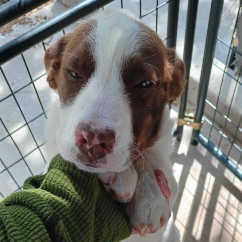 Bengta, an adoptable Mixed Breed in Moab, UT, 84532 | Photo Image 3