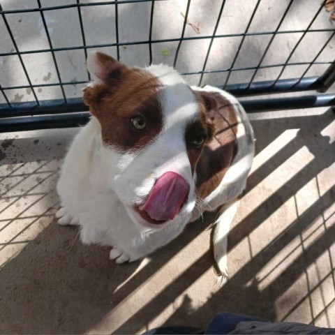 Bengta, an adoptable Mixed Breed in Moab, UT, 84532 | Photo Image 4